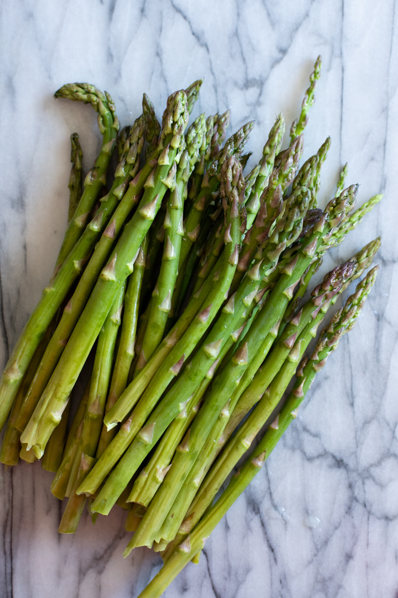 Asparagus falcatus en Terra Cotta main image 1